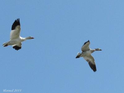 Oie des neiges - Snow Goose