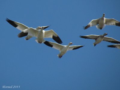 Oie des neiges - Snow Goose