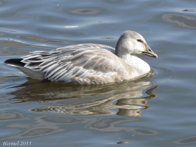 Oie des neiges - Snow Goose