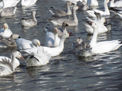 Oie des neiges - Snow Goose