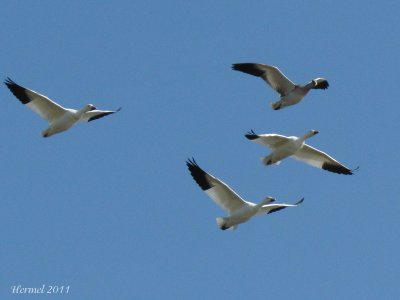 Oie des neiges - Snow Goose