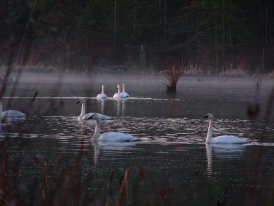 Cygne trompette - Trumpeter Swan