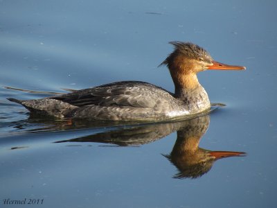 Harle hupp - Red-breasted Merganser