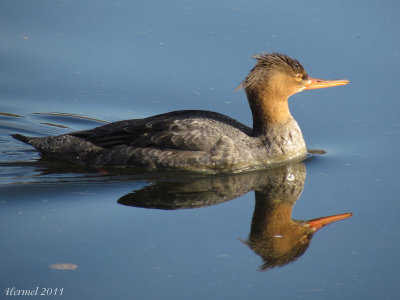 Harle hupp - Red-breasted Merganser