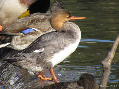 Harle hupp - Red-breasted Merganser