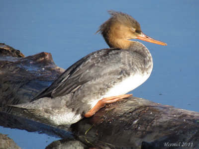 Harle hupp - Red-breasted Merganser