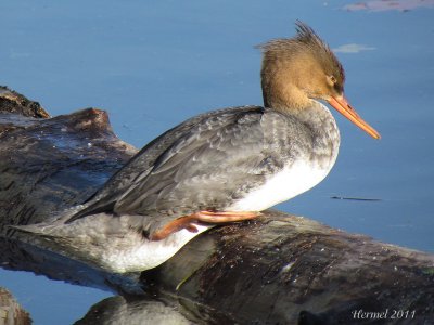 Harle hupp - Red-breasted Merganser