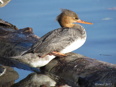 Harle hupp - Red-breasted Merganser