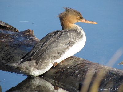 Harle hupp - Red-breasted Merganser