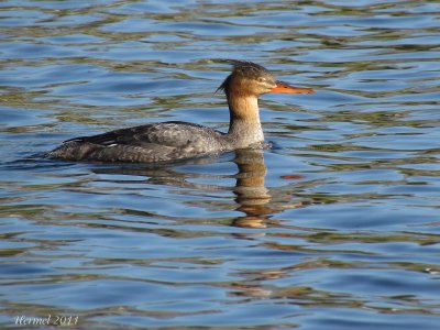 Harle hupp - Red-breasted Merganser