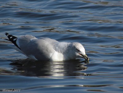 Goland  bec cercl - Ring-billed Gull