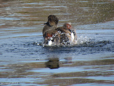 Canard Chipeau - Gadwall