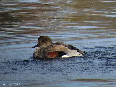 Canard Chipeau - Gadwall