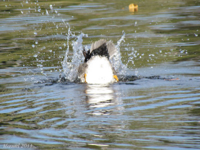 Canard Chipeau - Gadwall