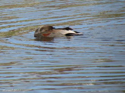 Canard Chipeau - Gadwall