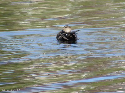 Canard Chipeau - Gadwall