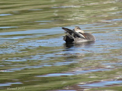 Canard Chipeau - Gadwall