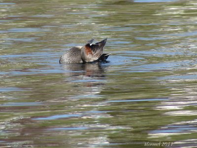 Canard Chipeau - Gadwall