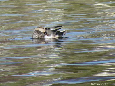 Canard Chipeau - Gadwall