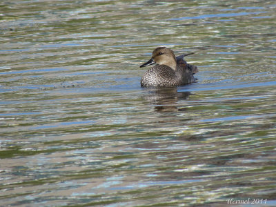 Canard Chipeau - Gadwall