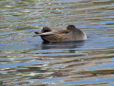 Canard Chipeau - Gadwall