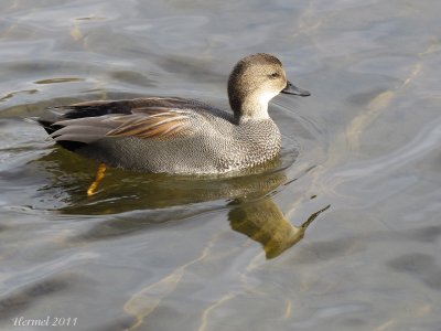 Canard Chipeau - Gadwall