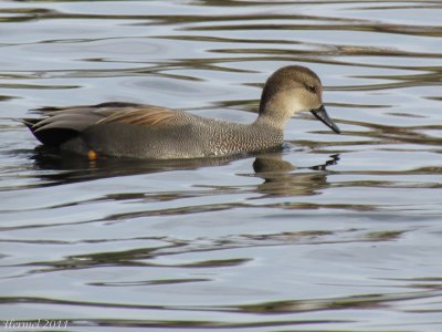 Canard Chipeau - Gadwall