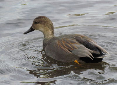 Canard Chipeau - Gadwall