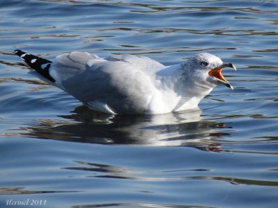 Goland  bec cercl - Ring-billed Gull