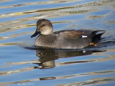 Canard Chipeau - Gadwall