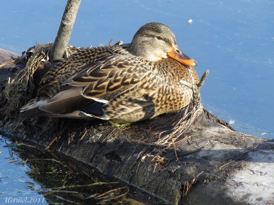 Canard Colvert - Mallard