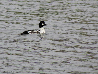 Garrot  oeil d'or - Common Goldeneye