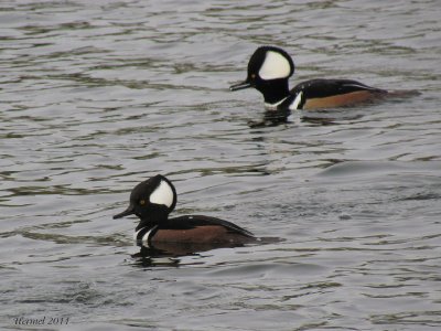 Harle couronn - Hooded Merganser