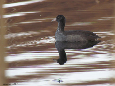 Foulque d'Amérique - American Coot