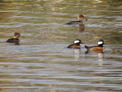 Harle couronn - Hooded Merganser