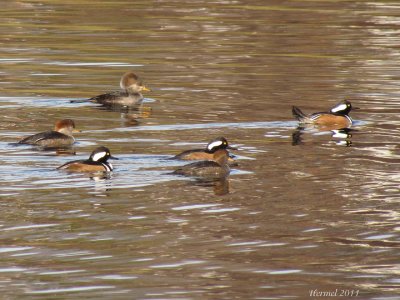 Harle couronn - Hooded Merganser