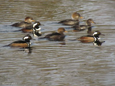 Harle couronn - Hooded Merganser