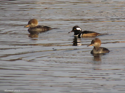 Harle couronn - Hooded Merganser