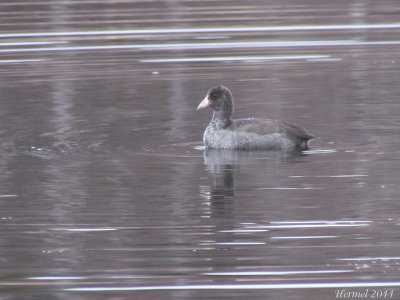 Foulque d'Amrique - American Coot