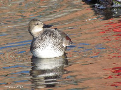 Canard Chipeau - Gadwall