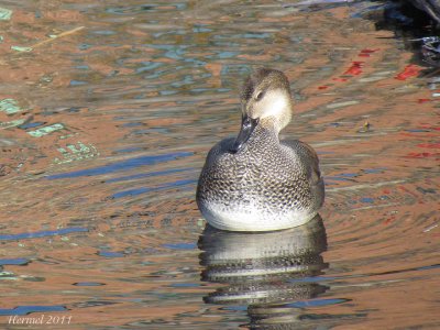 Canard Chipeau - Gadwall