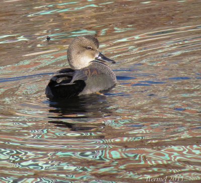 Canard Chipeau - Gadwall