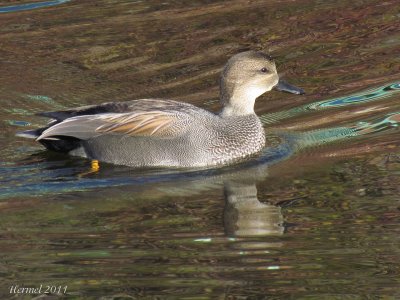 Canard Chipeau - Gadwall