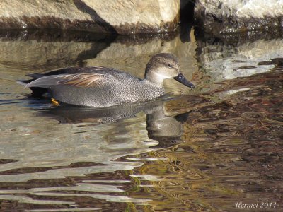 Canard Chipeau - Gadwall