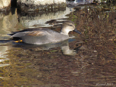 Canard Chipeau - Gadwall