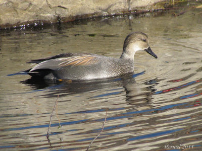 Canard Chipeau - Gadwall