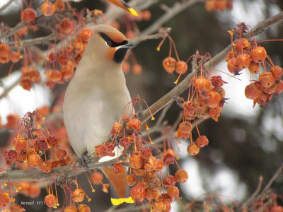 Jaseur boral - Bohemian Waxwing