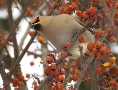 Jaseur boral - Bohemian Waxwing