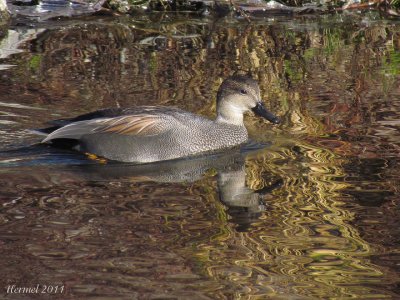 Canard Chipeau - Gadwall