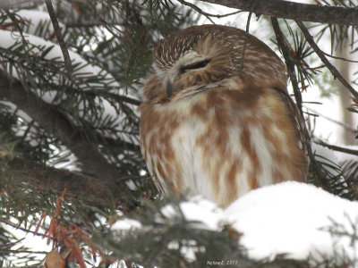 Petite Nyctale - Northern Saw-whet Owl